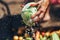 Woman hands washing cabbage outdoor, summertime sunshine, fresh vegetales