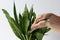 Woman hands wiping dust from Sansevieria leaf on the white background