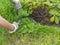 Woman hands worknig gardening with sickle and cut grass