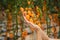 Woman hands and Yellow cherry tomatoes grow in the garden. Close up