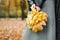 Woman hands with yellow leaves closeup. Fall season in city park