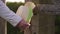 Woman hangs straw hat on wooden country gate