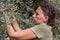 Woman harvest green olives, Israel.