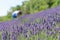 Woman harvest lavender