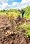 Woman harvested potato at the field in russian village