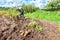 Woman harvested potato at the field in russian village