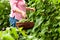 Woman harvesting beans in her garden