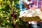 Woman harvesting berries in garden