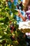 Woman harvesting berries in garden