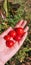 Woman harvesting cherry tomatoes