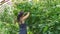 Woman harvesting cucumbers in a greenhouse