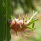 Woman harvesting a dragon fruit