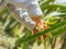 Woman harvesting a dragon fruit