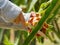 Woman harvesting a dragon fruit