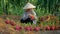 Woman harvesting dragon fruit wearing a hat with leaves