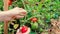 Woman harvesting fresh organic tomatoes in the garden on a sunny day