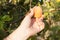 Woman harvesting peach on tree