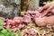 Woman is harvesting pink oyster mushrooms, fungiculture and home cultivation