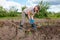 Woman harvesting potato at the field