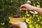 Woman harvesting ripe cherries