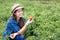 Woman harvesting tomatoes in field