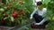 Woman harvesting tomatoes in a greenhouse