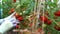 Woman harvesting tomatoes in a greenhouse