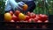 Woman harvesting tomatoes in a greenhouse in a box