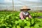 Woman harvesting vegetables