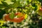 A woman harvests delicious apples from the branches autumn tree food fruit