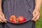 a woman harvests tomatoes.