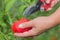 a woman harvests tomatoes.