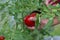 a woman harvests tomatoes.