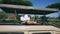 Woman In Hat Looks At Wild Animals In Reserve From Roof Hatch Of A Safari Jeep