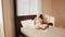 Woman have breakfast in modern hotel apartment. Window light portrait young girl in bathrobe lying on bed using laptop