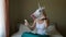 Woman with a head mask of unicorn talking to web camera on smart phone on a bedroom. Social media concept. Weird funny