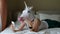 Woman with a head mask of unicorn talking to web camera on smart phone on a bedroom. Social media concept. Weird funny