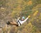 A woman in a helmet flies on a zipline over a colorful autumn gorge
