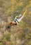 A woman in a helmet flies on a zipline over a colorful autumn gorge