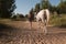 Woman in a helmet walks with her horse along a dusty sandy road, holding her by the bridle, at sunset, against the