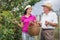 Woman helping an older man in the orchard, to pick blackberries