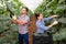 Woman helps man to harvest cucumbers