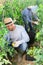 Woman helps man to harvest tomatoes on the field