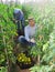 Woman helps man to harvest tomatoes on the field