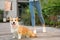 Woman with her adorable Pembroke Welsh Corgi dog