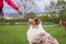 Woman and her dog doing animal obedience training