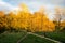 A woman and her dog walking up some stairs to reach the yellow autumn colored trees in the park Pildammsparken in MalmÃ¶, Sweden