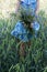 Woman in her hands keeps bouquet of cornflowers in wheat field background