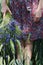 Woman in her hands keeps bouquet of cornflowers in wheat field background