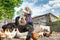 Woman at her sheep farm, animals and nature